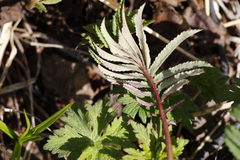 Sanguisorba tenuifolia