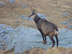 Rupicapra rupicapra carpatica