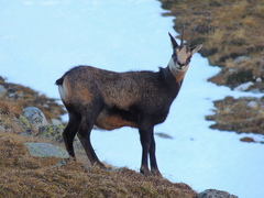 Rupicapra rupicapra carpatica