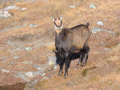 Rupicapra rupicapra carpatica