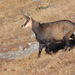Northern Chamois - Photo (c) xulescu_g, some rights reserved (CC BY-SA), uploaded by xulescu_g