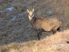 Rupicapra rupicapra carpatica