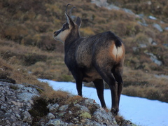 Rupicapra rupicapra carpatica