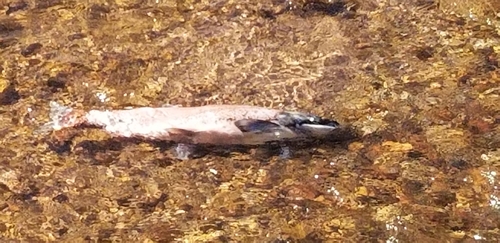 Sockeye Salmon
