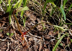 Sanguisorba tenuifolia