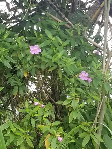 Rhododendron, 2026-09-10