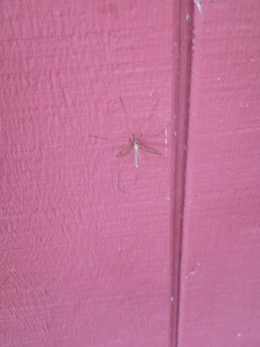 Marsh Crane Fly
