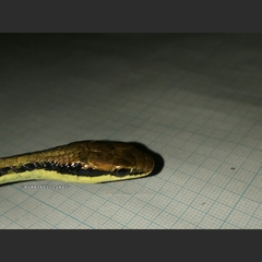 Dendrelaphis pictus
