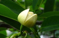 Annona glabra