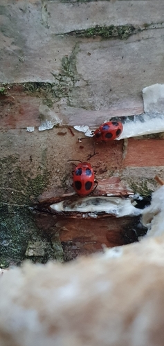 False Ladybird