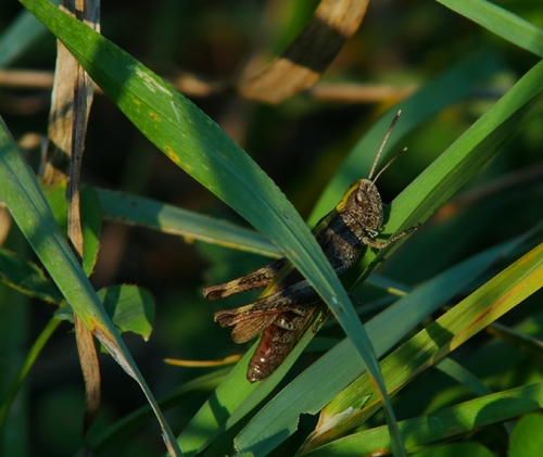 Rufous Grasshopper