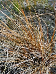 Carex cirrhosa