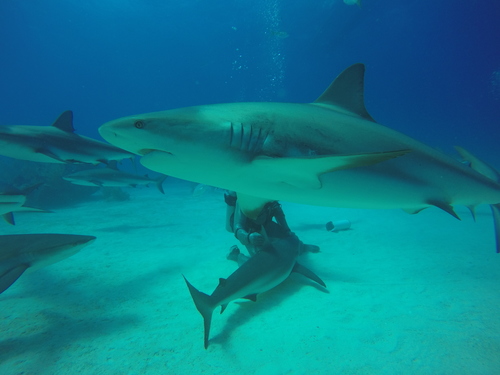 Photo of Caribbean reef shark (Carcharhinus perezi)