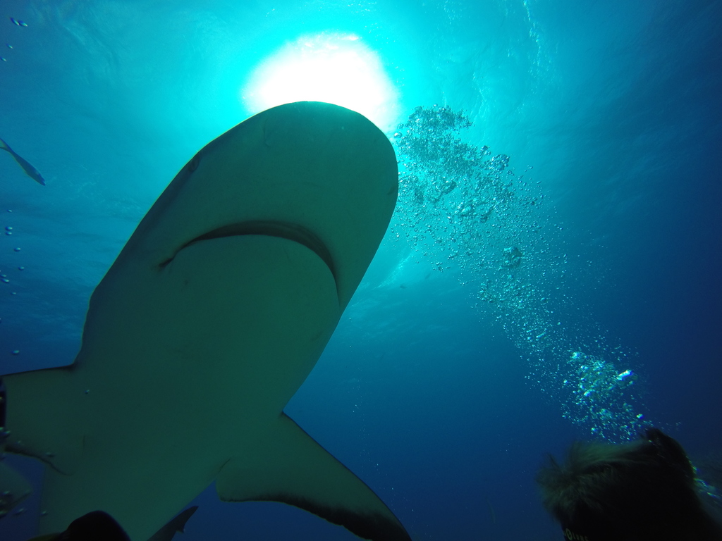 Foto de Tiburón de arrecife del Caribe (Carcharhinus perezii)