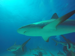 Carcharhinus perezii