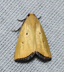 Marimatha nigrofimbria