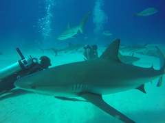 Carcharhinus perezii