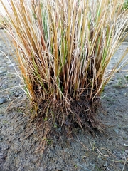 Carex cirrhosa
