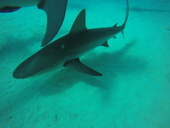Carcharhinus perezii