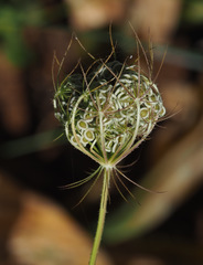 Tordylium trachycarpum