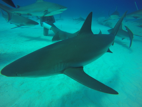 Caribbean Reef Shark, photo 7 of 8