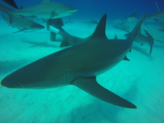 Carcharhinus perezii