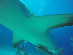 Carcharhinus perezii