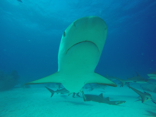 Caribbean Reef Shark, photo 8 of 8
