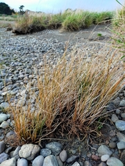 Carex cirrhosa