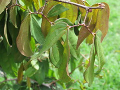 Calliandra trinervia