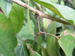 Calliandra trinervia