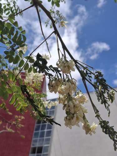Moringa tree