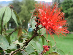 Calliandra trinervia