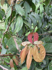 Calliandra trinervia