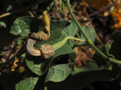 Aristolochia scabridula