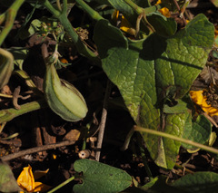 Aristolochia scabridula