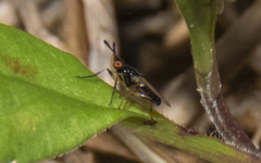 Prochyliza xanthostoma