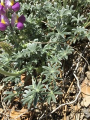 Lupinus albifrons collinus