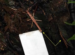 Neohirasea hongkongensis