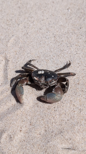 Chasmagnathus observed 2026-10-02