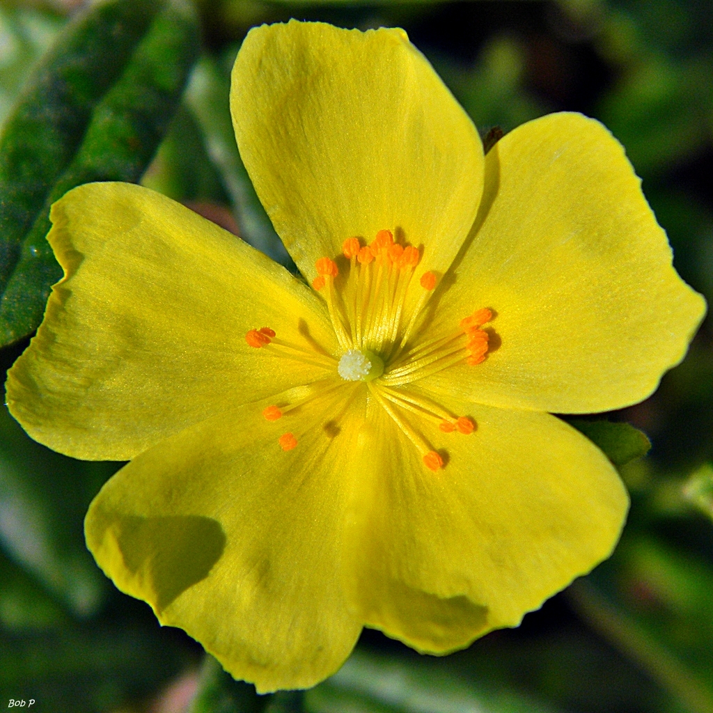 Crocanthemum nashii