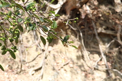 Forpus cyanopygius insularis