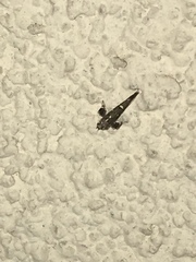 Caloptilia triadicae