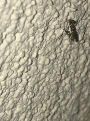 Caloptilia triadicae