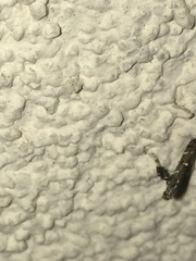 Caloptilia triadicae