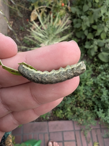 Cabbage Moth