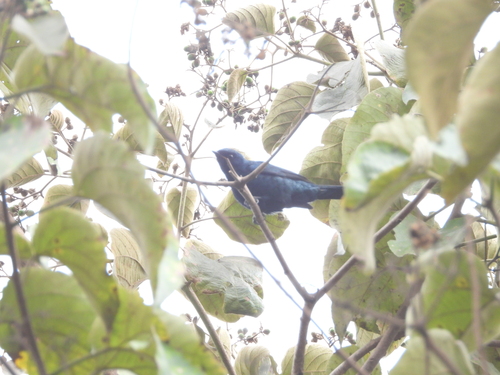 iNaturalist image