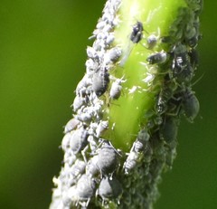 Aphis sambuci