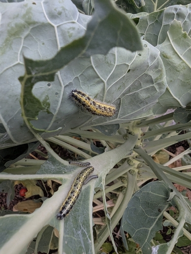 Large White