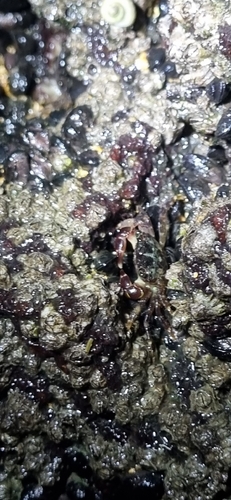 Mottled Shore Crab